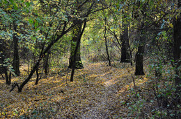 Осенняя прогулка / осень, лес