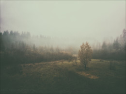Под холодною властью тумана. / Кто из пейзажистов не любит осенние туманы.