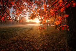 Солнце в листьях / Царское село в октябре