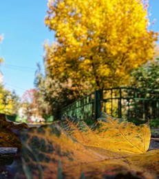 Позолоченный сезон / Золотая осень