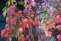 Дикий виноград в конце октября / а &quot;золотая осень&quot; у нас на юге еще не началась... это будет в ноябре... смотрю сейчас на деревья за окном - вишня и абрикос - листья зеленые, ни одного пожелтевшего... и только яркими красными пятнами на них обвивший деревья дикий виноград...