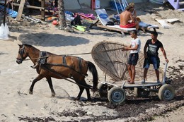 Конец сезона. / Уборка зонтиков и лежаков с пляжа с помощью лошадки.