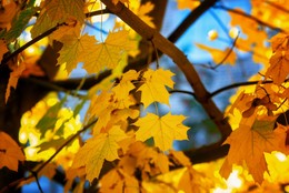 Осенняя листва / Наступила осень...