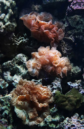 Цветы под водой / ...