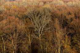 Джунгли / Деревья на берегу Оби