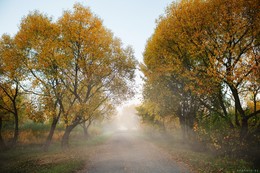Дорога в туман / Дорога в туман