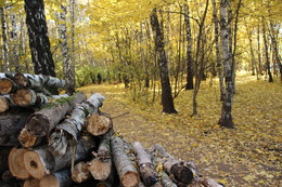 Дрова или отжившие свой век... / Очистка лесопарка Тропарёво от старых,больных деревьев