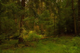 В гармонии с природой .. / Лесной пейзаж . Этюд.