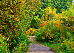 Разноцветная осень / в ботаническом саду