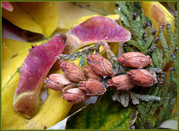 Осення палитра / опавшие листья, растения, капли дождя