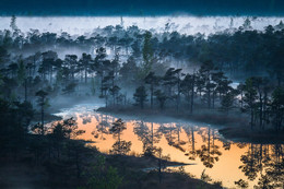 Swamp things / 1 hour after sunset