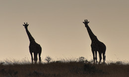 Два жирафа / ***