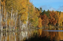 На озере ... / На озере осень золотится...Буйство красок приятно глазу. И хочется поделиться такой красотой с вами.
д.Давыдово, Московская обл.