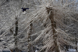 В тупике старой улицы... / Заросшая обнажившимися клёнами аллеяв районе травмпункта