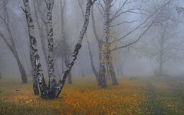 Туманная осень / Березовая роща