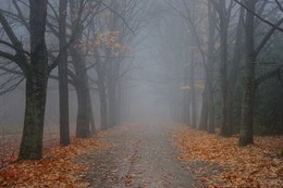 Туманная аллея / Осеннее утро