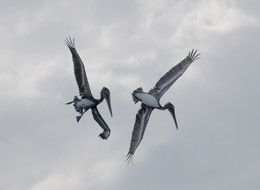 Пеликаны атакуют! / ...
