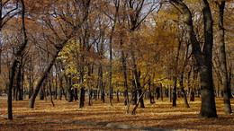 Осень в парке / Самара. парк имени Ю.А. Гагарина. Октябрь.