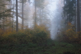 Лесной туман / Осенний лесной пейзаж. Зарисовка.