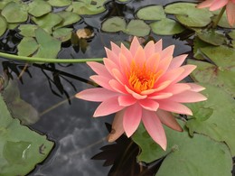 flower in pond / flower in pond
