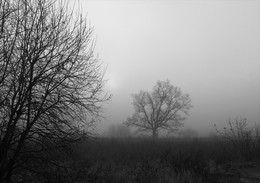 Осенние силуэты / Всё в тумане...