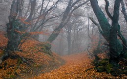 Жемчужные сети тумана Укутали сказочный лес. / Крым, горы, туман, буковый лес