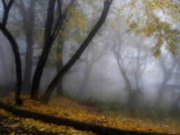В парке туманном..... / Железноводск. Октябрь