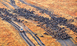 Миграция / Миграция антилоп в Танзании