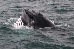 Горбатый кит / 03.06.2014 Наблюдение за китами в районе города Хусавик, Исландия.