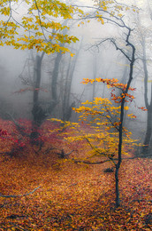 Листья осенние кружат и кружат... Листья осенние - золото в лужах ... / Крым, осень, горы, туман
