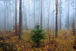 В тумане леса / ***