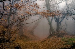 Вслед за привидениями .... / Крым, осень, горы, лес, туман
