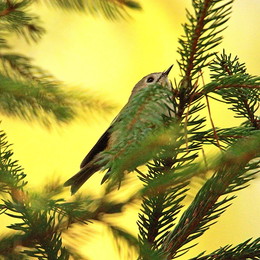 Взгляд на небеса / Корольки - самые маленькие из наших птиц. Оперение верха тела серовато-зеленое, нижняя сторона желтовато-серая. Хвост темно-бурый. Крылья и хвост более темные, буровато-серые, на крыльях две белые полоски. Верх головы у взрослых птиц ярко-желтый, у самца с вкраплением оранжевых перьев. Зеленовато-серые бока головы отделены от желтого темени черными полосами. Клюв черный, ноги темно-бурые. Самки похожи на самцов, но более тусклой окраски. У молодых птиц в первые месяцы жизни оперение головы сплошь зеленовато-серое, без желтых и черных перьев. Вес самца 5-7 г, самки 4,5-7 г. Длина тела (оба пола) 8-10,5 см, размах крыльев 14,5-16 см. Длина крыла самцов 5-5,5 см, хвоста 3,4-4,5 см, цевки 2-2,5 см, клюва 0,9-1 см. Длина крыла самок 5-5,5 см, хвоста 3,3-4,7 см, клюва 0,7-0,8 см.