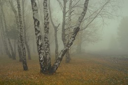В тумане / Осеннее утро