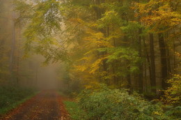 Лесное разноцветье. / Осеннее утро в лесу . Зарисовка .