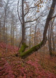 Осень... / в лесу с легким туманом
