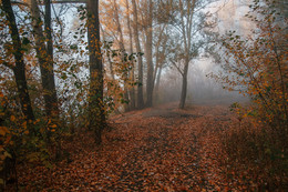 Туманное утро / рассвет,туман,лес