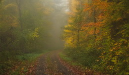 На мольберте осень / Зарисовка осеннего лесного утра.