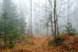 Осенний лес / ***