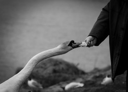 Кормящая рука / Кормим лебедей на озере Нарочь