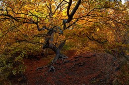 Осенний букет Демерджи / Крым, горы, осень, Демерджи