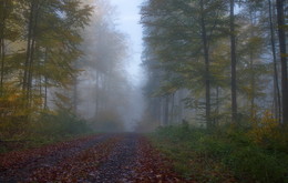 Осень в тумане. / Утренний осенний пейзаж. Зарисовка .