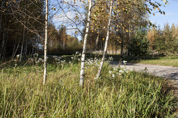 Три березки. / Коней лета.