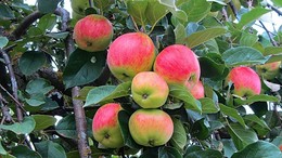 Гроздь яблок / Урожайный этот год на яблоки