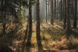 Туманное утро в лесу. / Подмосковный лес. Орехово-Зуевский р-н