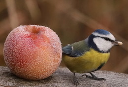 Первый морозец / Первый морозец