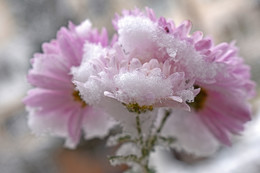 Хризантемы в снегу / Первый снег