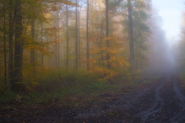 А я еду за туманом ... / Утро туманное в осеннем лесу . Этюд .