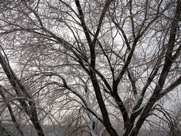 Зимняя графика / Дерево и снег.