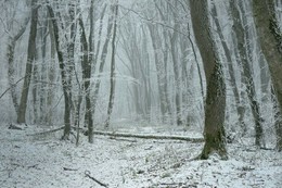 Начало зимы / Ставропольский лес